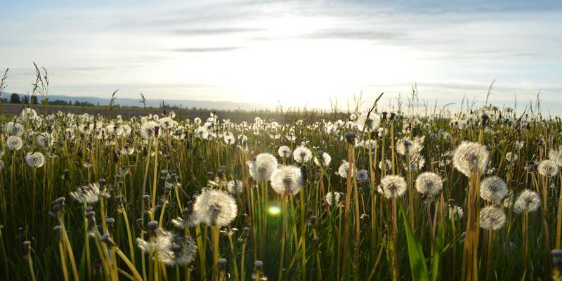 专业技能点亮公益之路：专业人士如何将专长转化为高效志愿服务与社会公益力量
