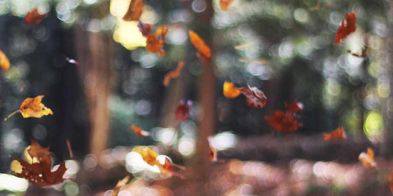 国际志愿服务平台如何助力社区服务？探索公益项目中的跨文化挑战与个人成长