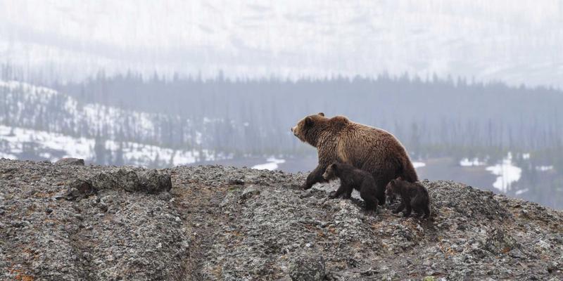 国际志愿服务项目的风险管理：文化、安全与合规性应对策略