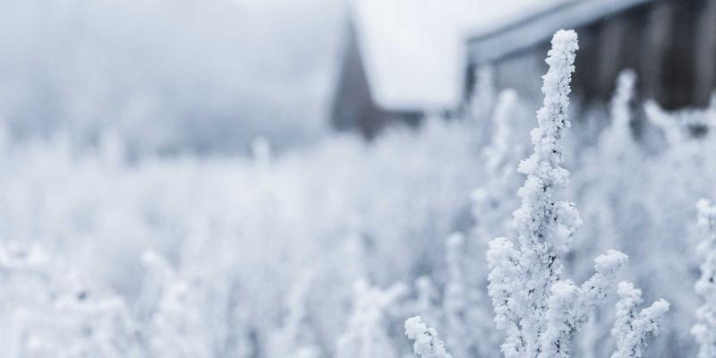 志愿服务平台如何助力青年成长：将社区服务经历转化为职场核心竞争力