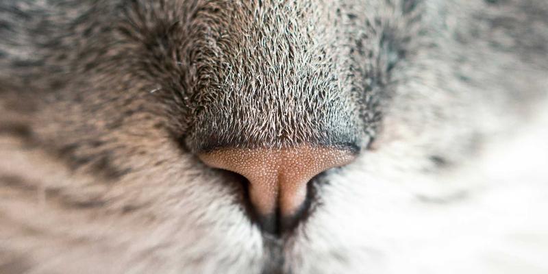 志愿者服务：从社区服务到爱心捐助，如何让善意更有力量