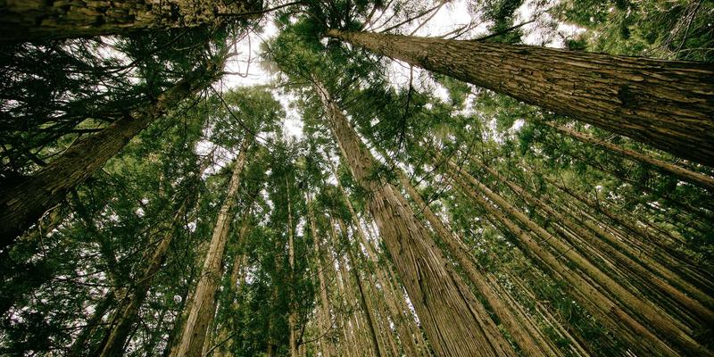 赋能企业向善力量：志愿服务平台如何高效组织社区服务与公益项目